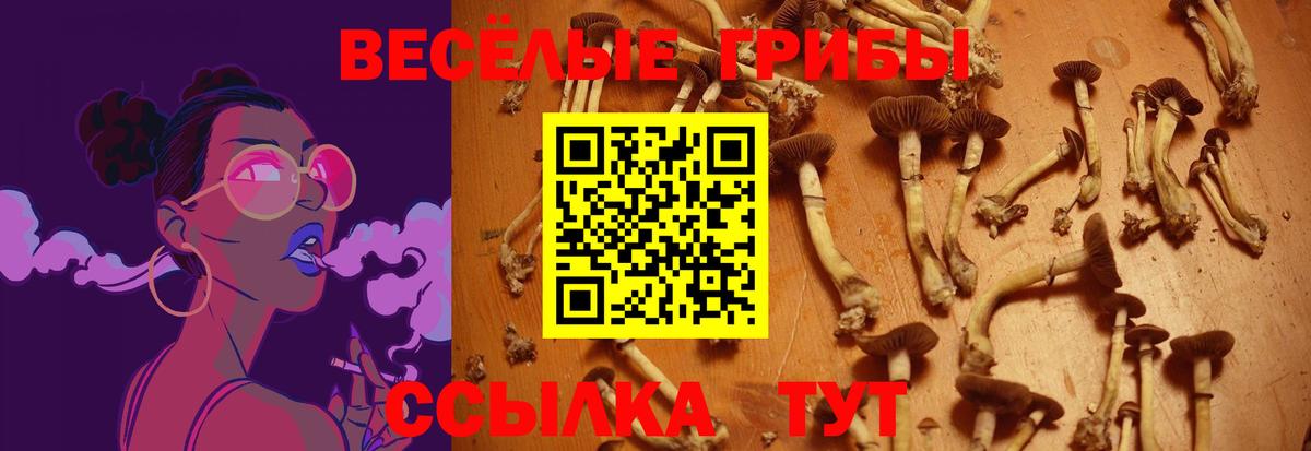 Галлюциногенные грибы Psilocybe Барабинск